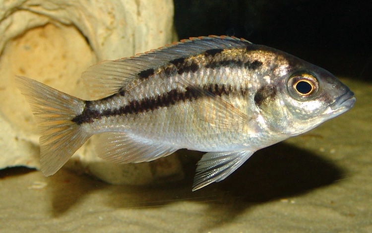 Protomelas taeniolatus 'Namalenje Island'